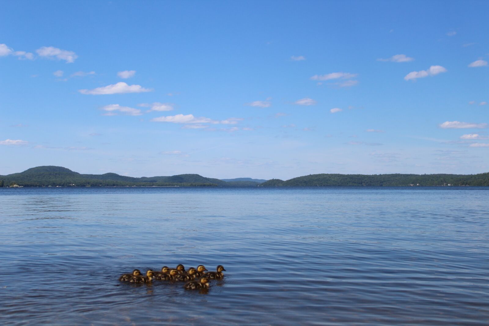 Canon EOS 1300D (EOS Rebel T6 / EOS Kiss X80) sample photo. Duck, animals, summer photography