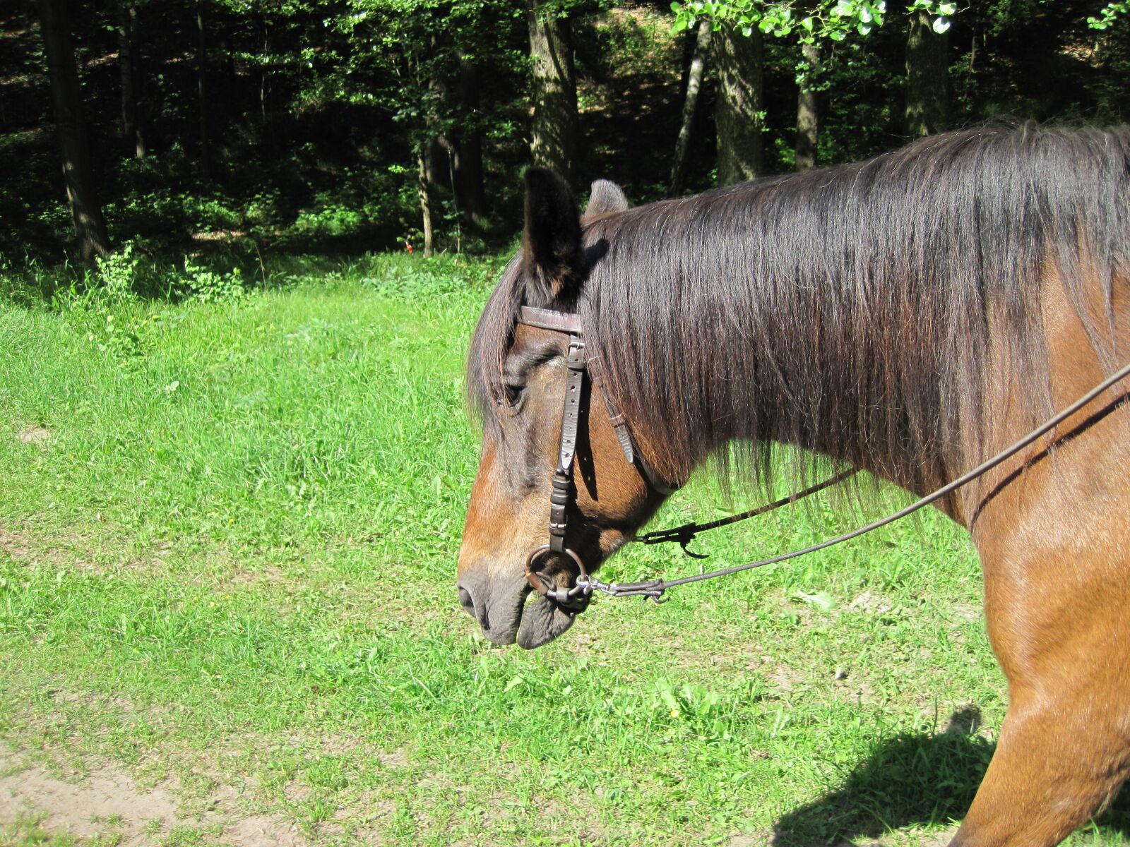 Canon PowerShot D10 sample photo. Pony, ride, horse photography