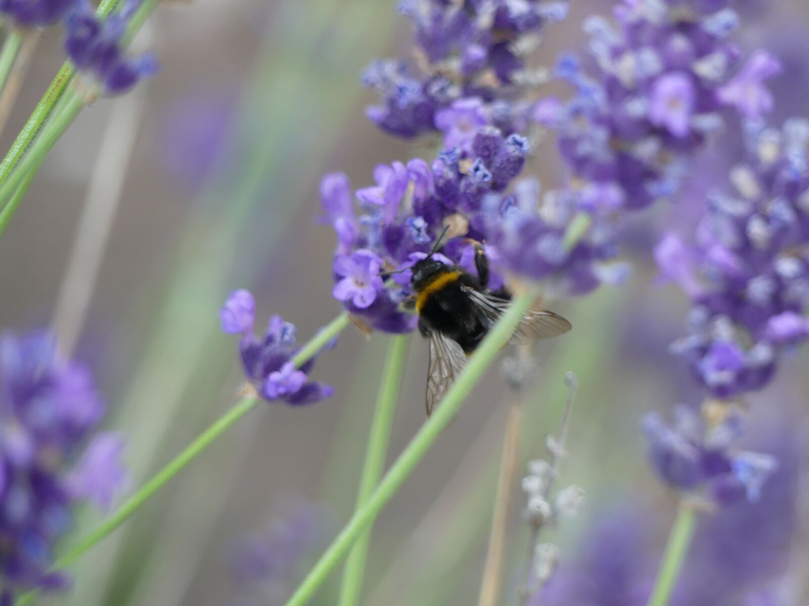 Panasonic Lumix DMC-FZ300 sample photo. Lavender, hummel, summer photography