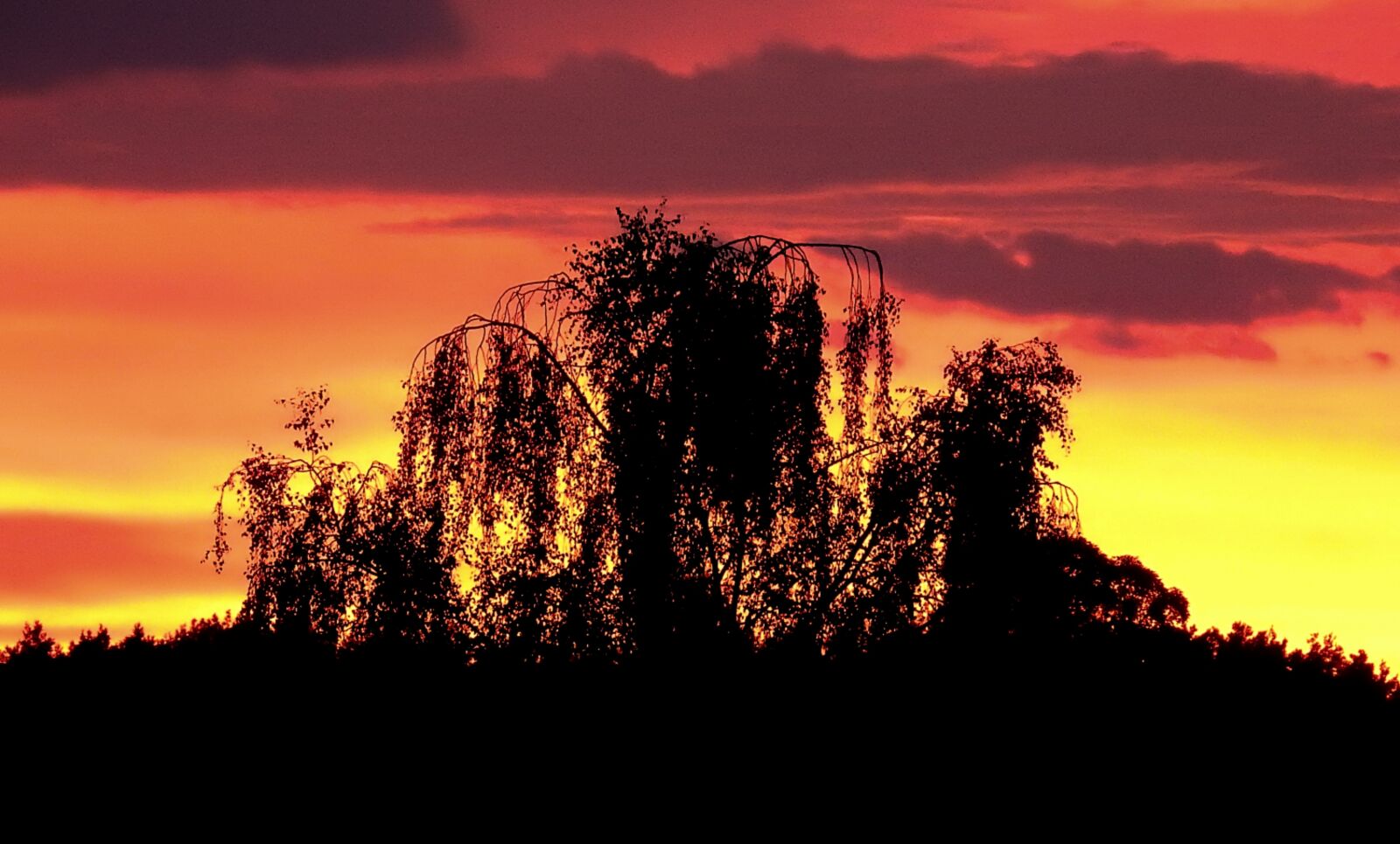 Nikon Coolpix P900 sample photo. Tree, sunset, landscape photography