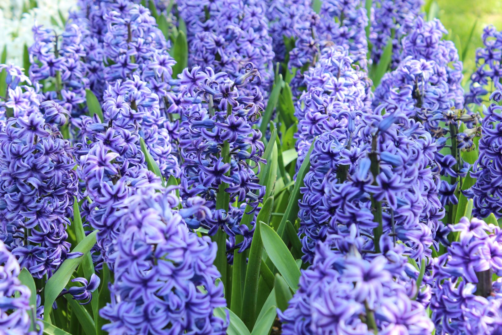 Canon EOS 600D (Rebel EOS T3i / EOS Kiss X5) sample photo. Flower, plant, purple photography