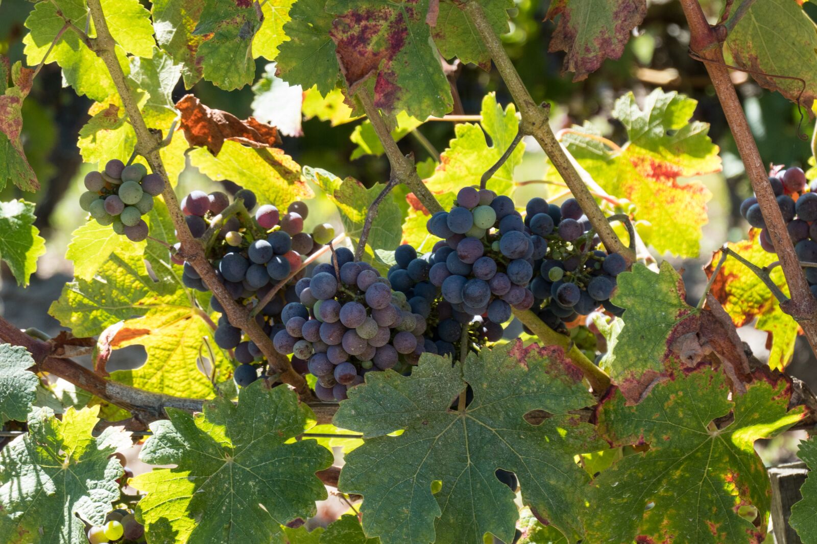 Panasonic DC-TZ200 sample photo. Grapes, vines, wine photography