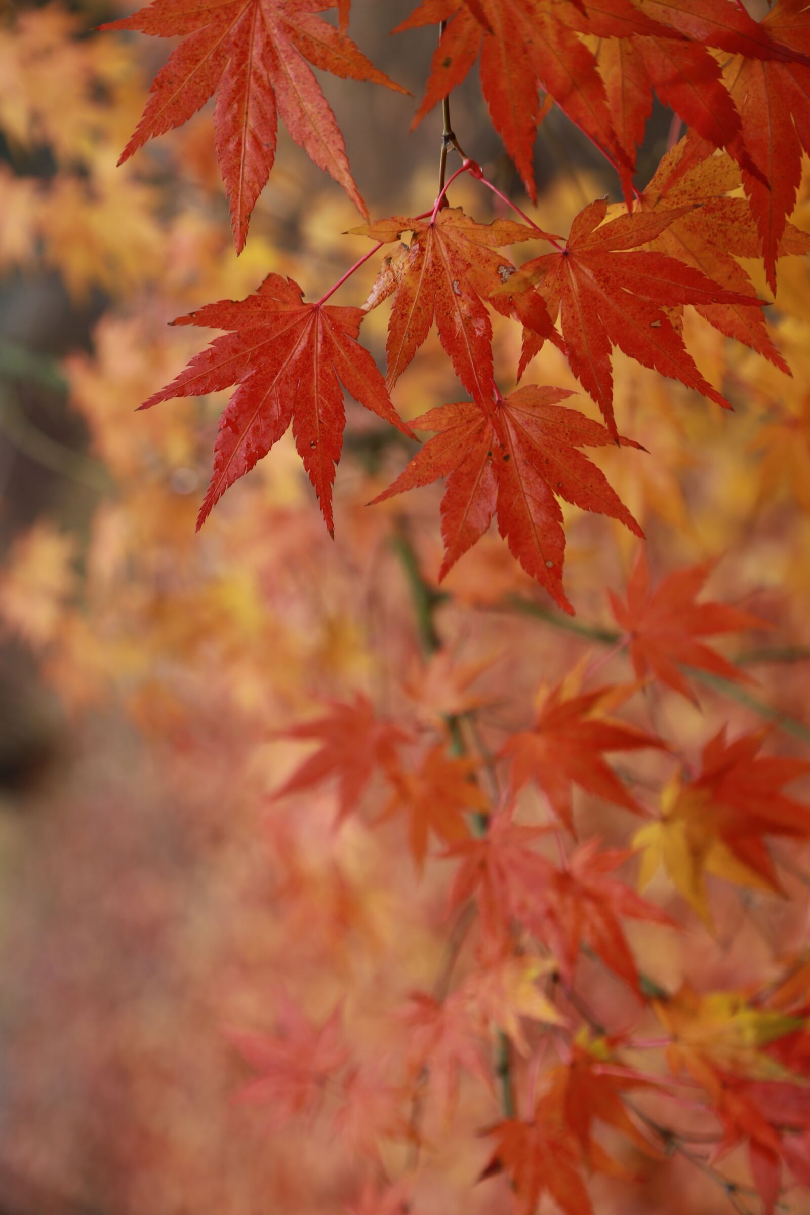 Canon EOS 6D + Canon EF 24-105mm F4L IS USM sample photo. Autumn leaves, maple leaf photography