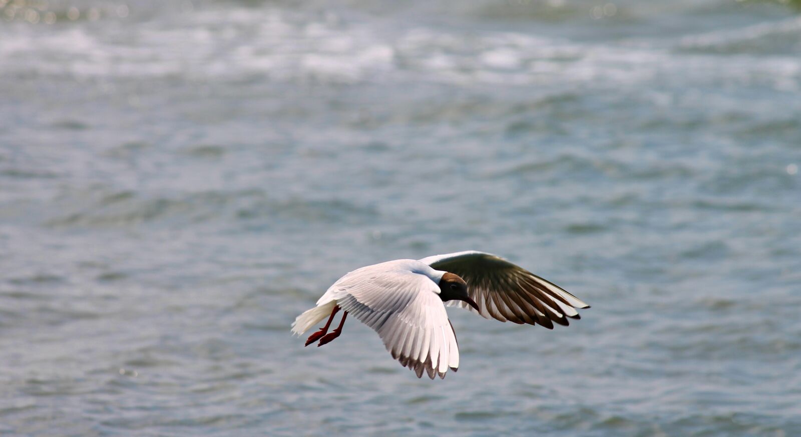Canon EOS 1100D (EOS Rebel T3 / EOS Kiss X50) sample photo. Black headed gull, seagull photography