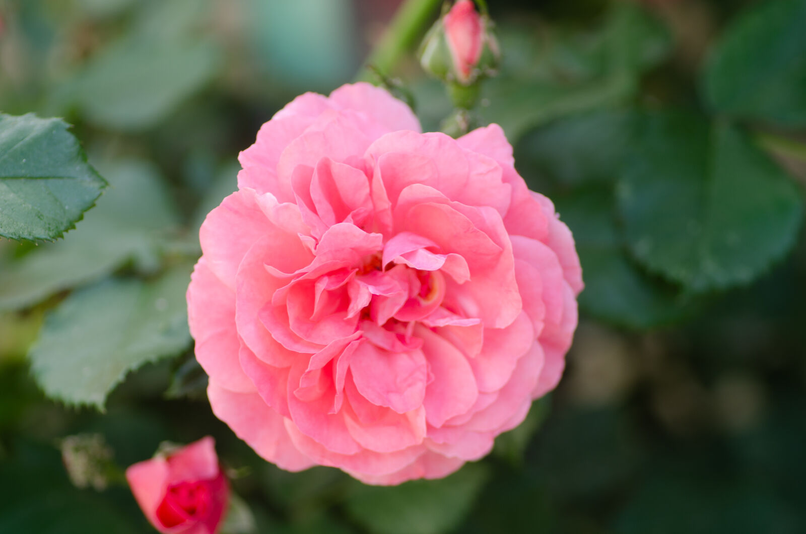 Nikon D7000 sample photo