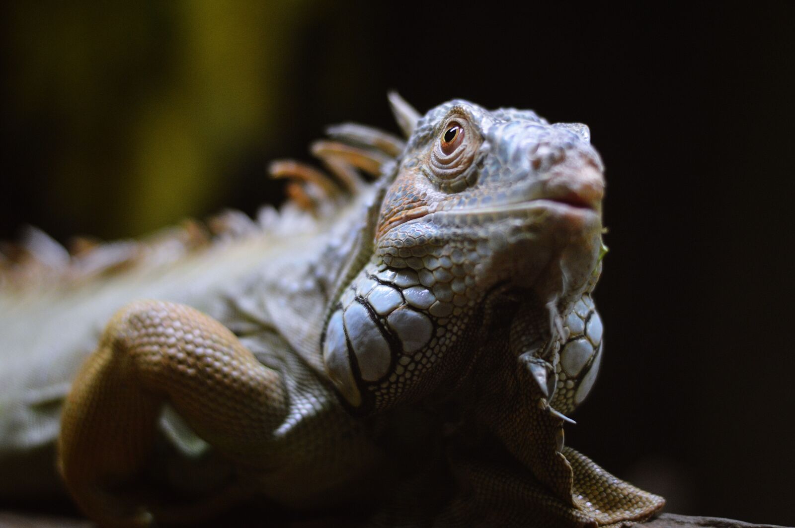 Nikon D3200 sample photo. Iguana, animal, reptile photography