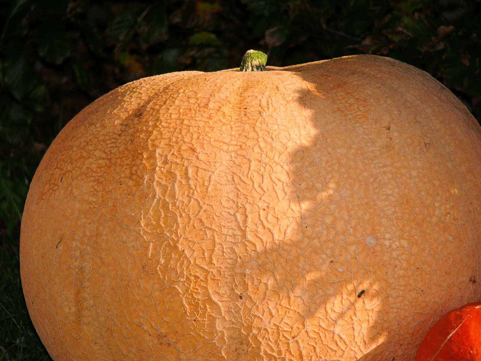 Panasonic DMC-FZ50 sample photo. Pumpkin, colorful, orange photography