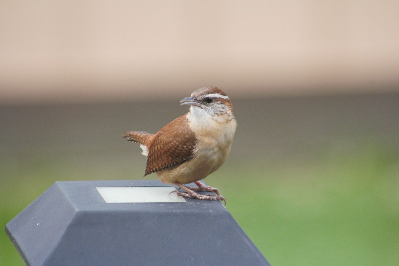Canon EOS 550D (EOS Rebel T2i / EOS Kiss X4) sample photo. Outdoors, wildlife, bird photography