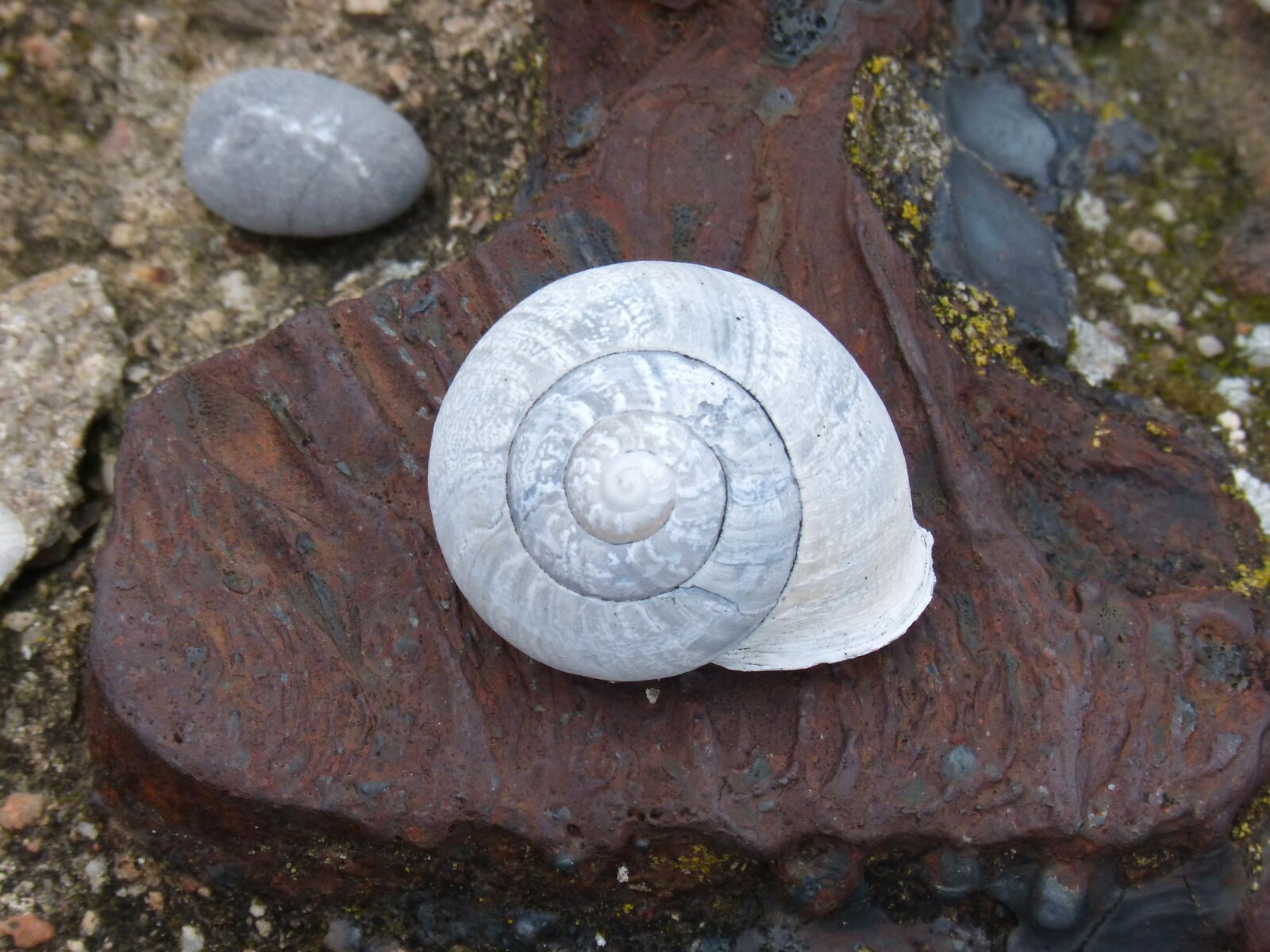 Panasonic DMC-FZ62 sample photo. Snail, shell, spiral photography