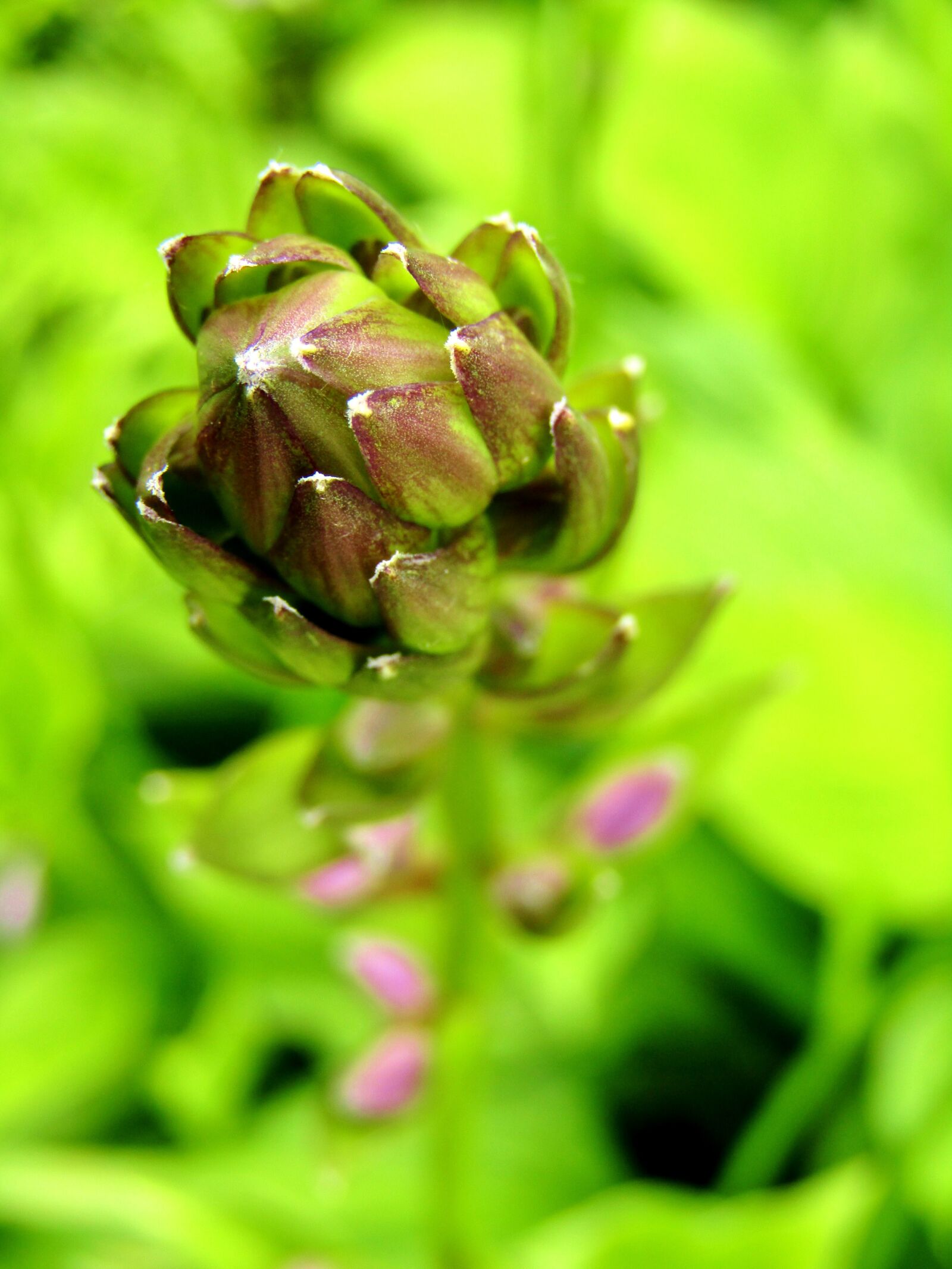 Canon POWERSHOT SX432 IS sample photo. Bud, flower purple, green photography