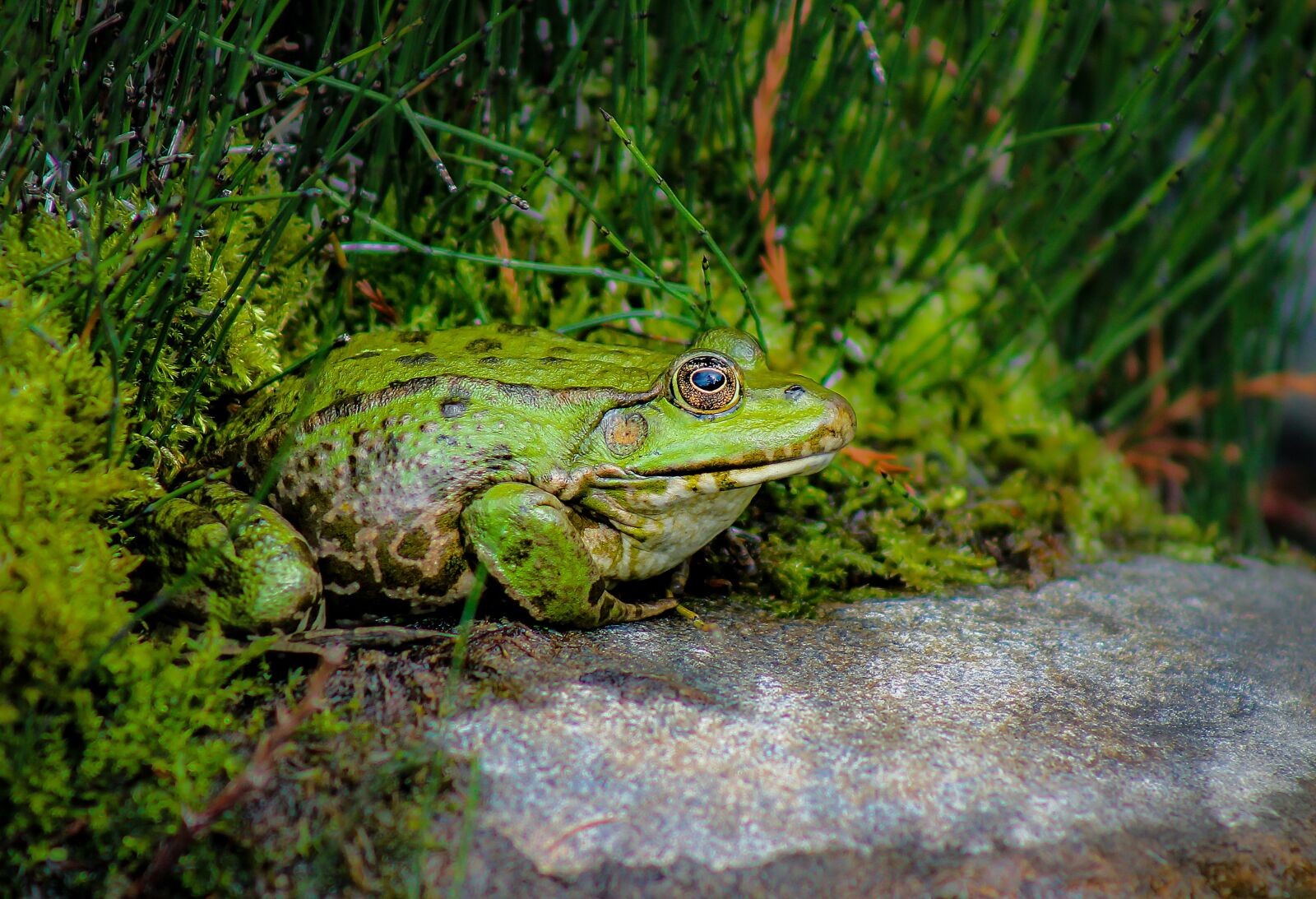 Canon EOS 1100D (EOS Rebel T3 / EOS Kiss X50) sample photo. Frog, bullfrog, animal photography
