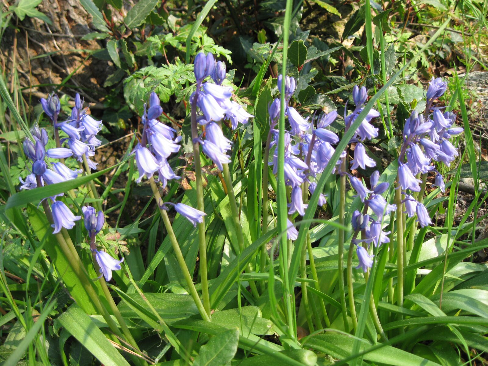 Canon PowerShot A1000 IS sample photo. Hyacinth, wild, spring photography