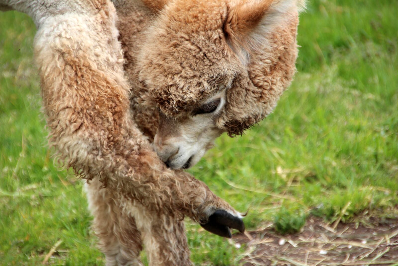 Canon EOS 600D (Rebel EOS T3i / EOS Kiss X5) sample photo. Alpaca, lama, animal photography