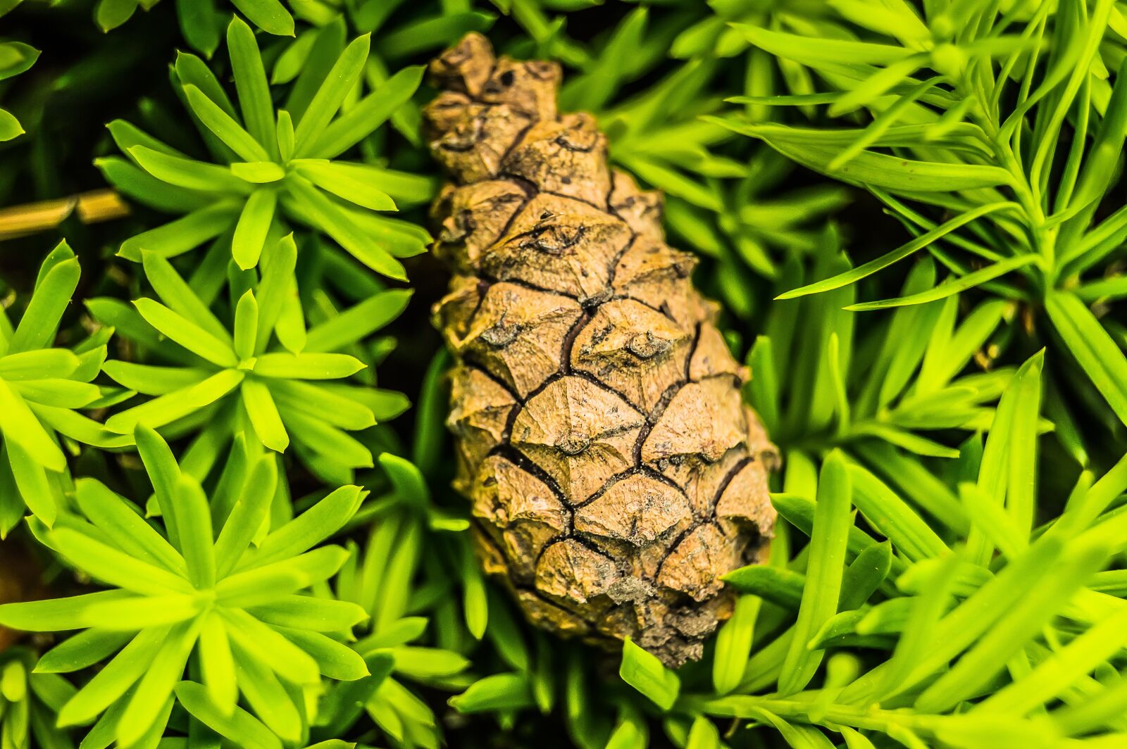 Nikon D3200 sample photo. Nature, flora, leaf photography