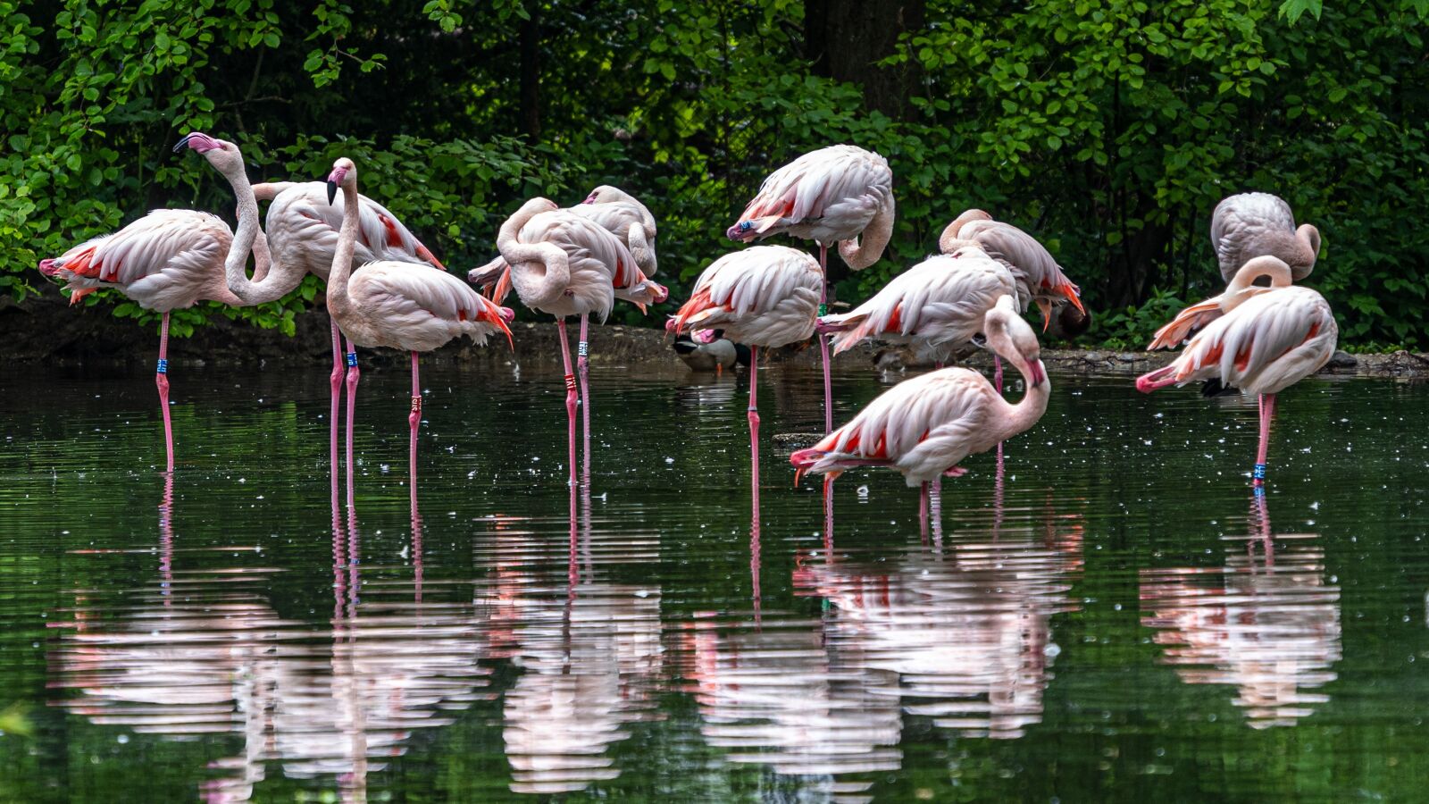 Sony a7 III + Sony FE 70-300mm F4.5-5.6 G OSS sample photo. Flamingos, zoo, pink photography