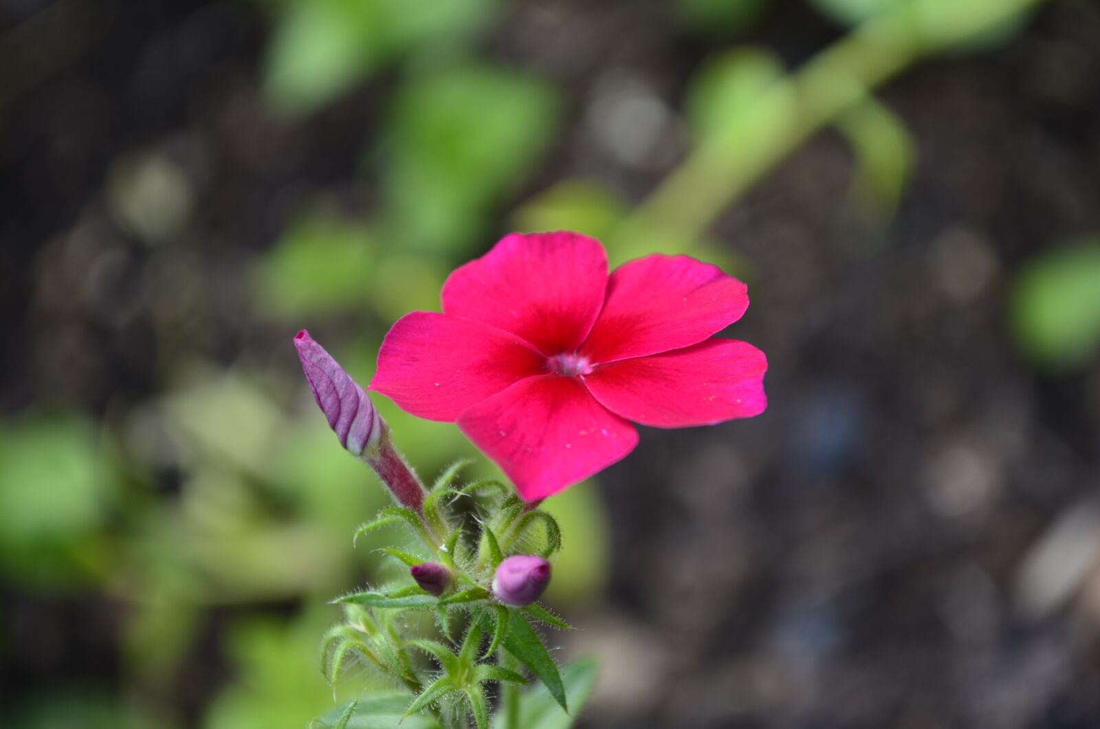 Nikon D5100 sample photo. Floral, nature, bright photography