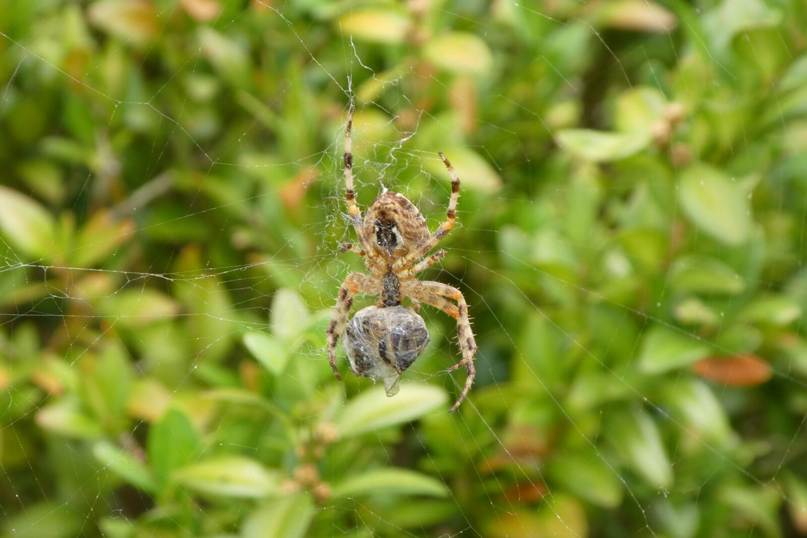 Panasonic DMC-TZ81 sample photo. Spider, web, prey photography