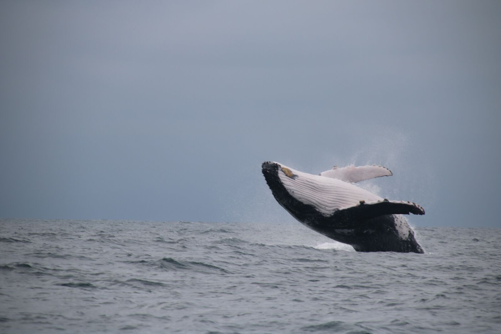 Canon EOS 750D (EOS Rebel T6i / EOS Kiss X8i) sample photo. Whale, jumping, sea photography