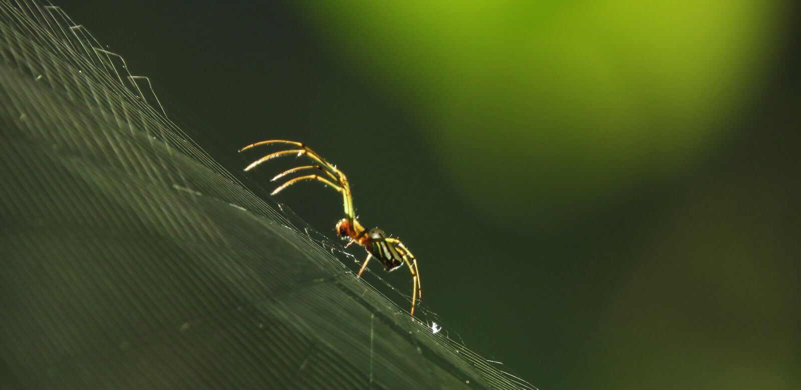 Nikon Coolpix B700 sample photo. Macro, insect, spider photography