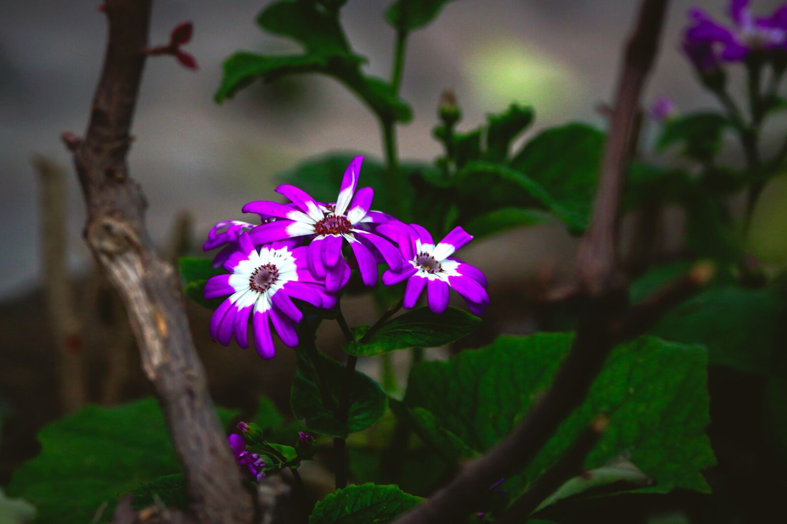 Canon EOS 700D (EOS Rebel T5i / EOS Kiss X7i) + 150-600mm F5-6.3 DG OS HSM | Contemporary 015 sample photo. Flower, purple, white photography