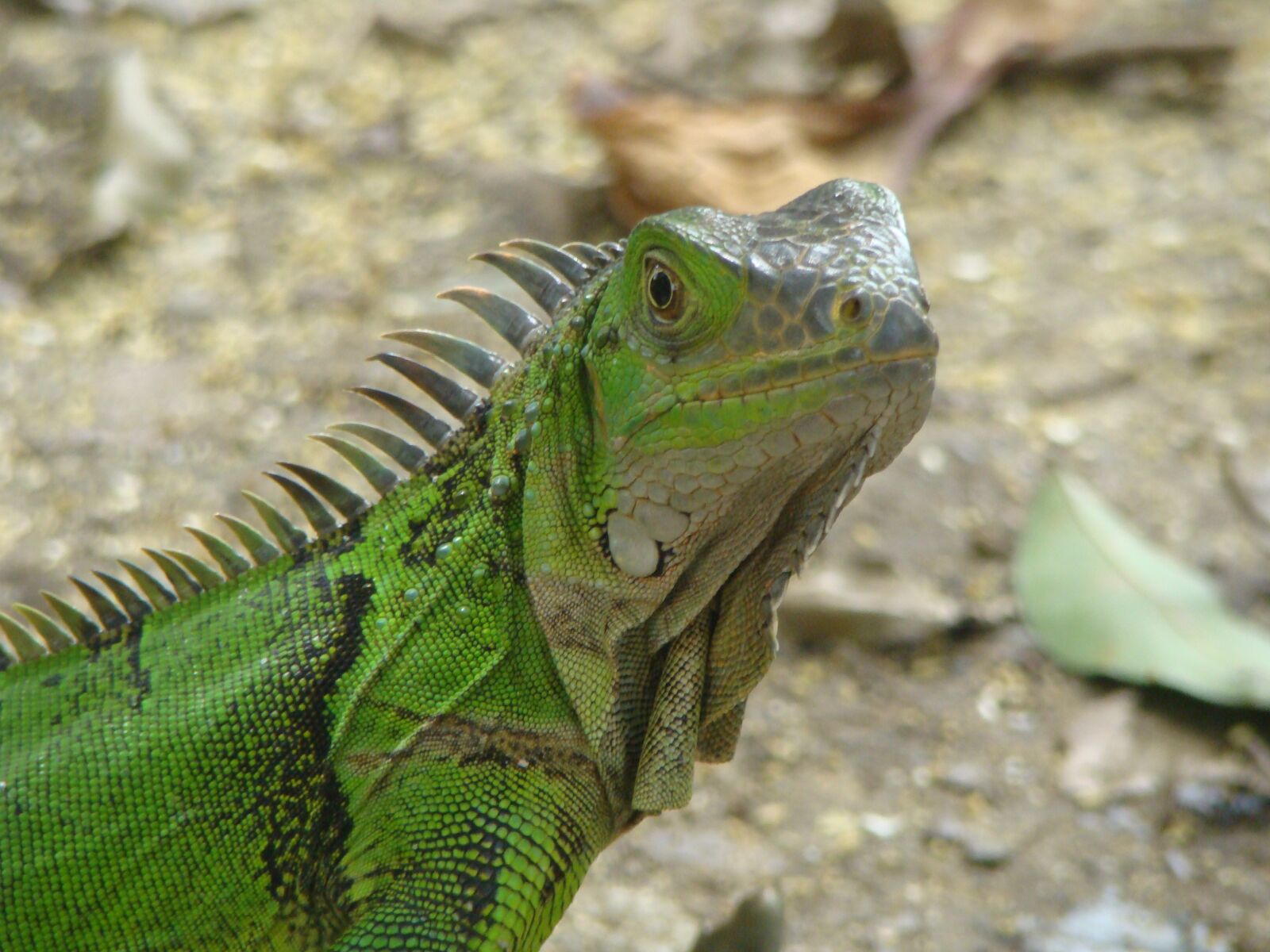 Sony DSC-H9 sample photo. Reptile, park, animals photography