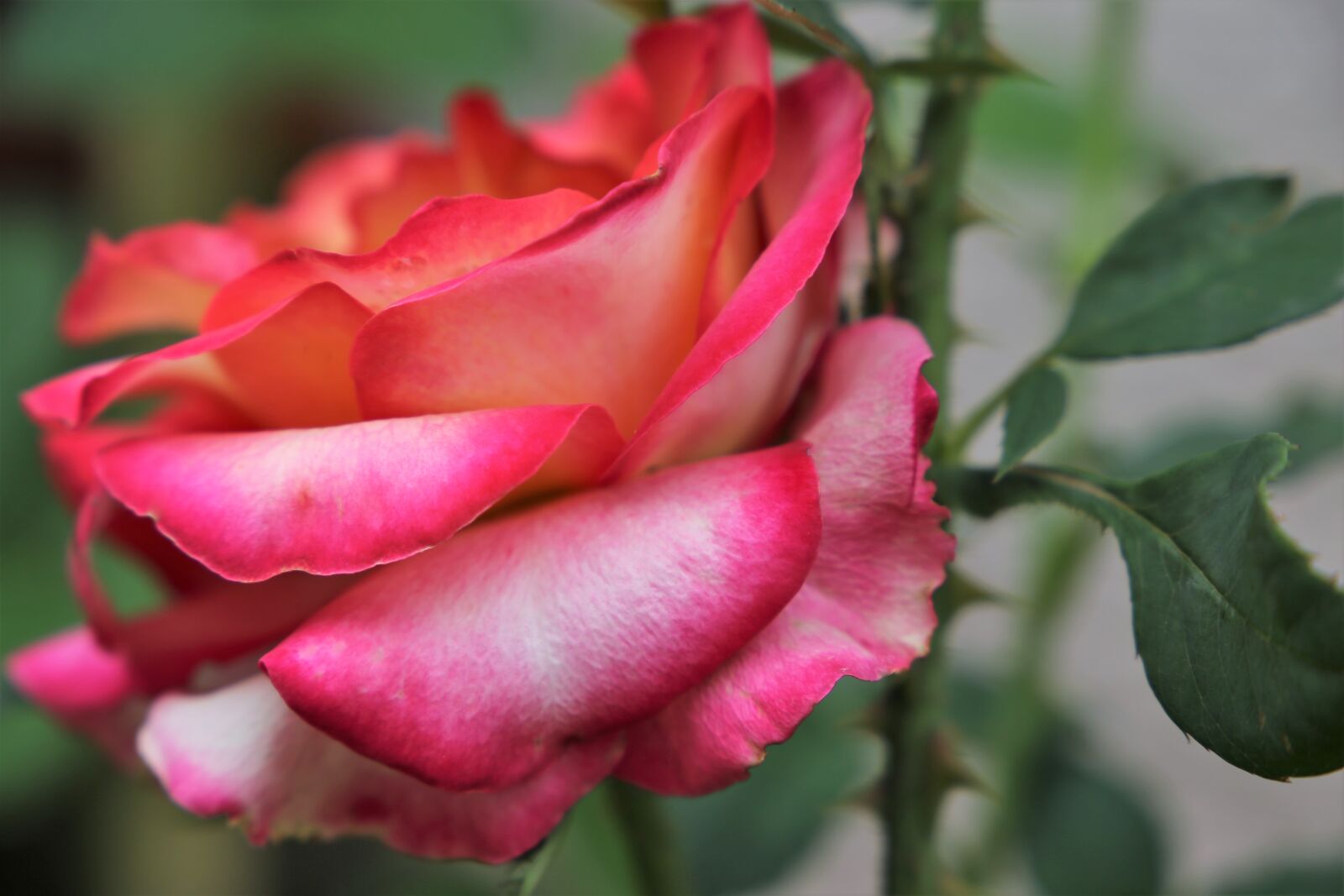 Canon EF 24-105mm F3.5-5.6 IS STM sample photo. Yellow red rose alinka photography