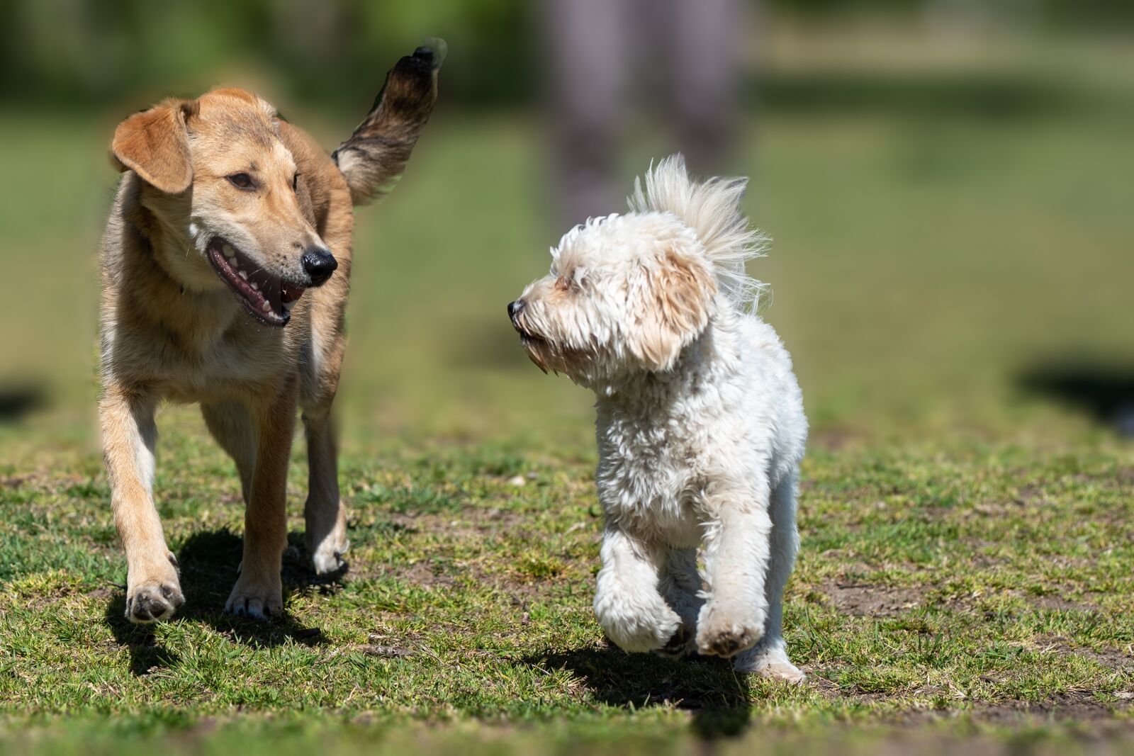 Nikon D750 sample photo. Dog, dogs, animal photography