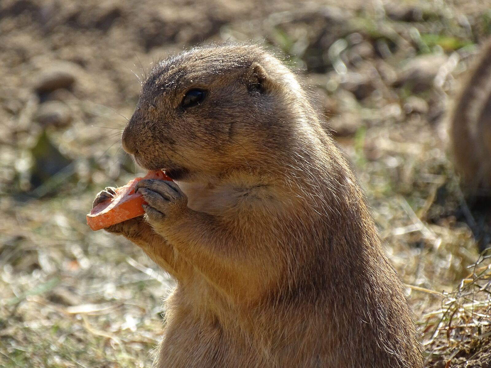 Sony Cyber-shot DSC-HX400V sample photo. Zoo, animal, life photography