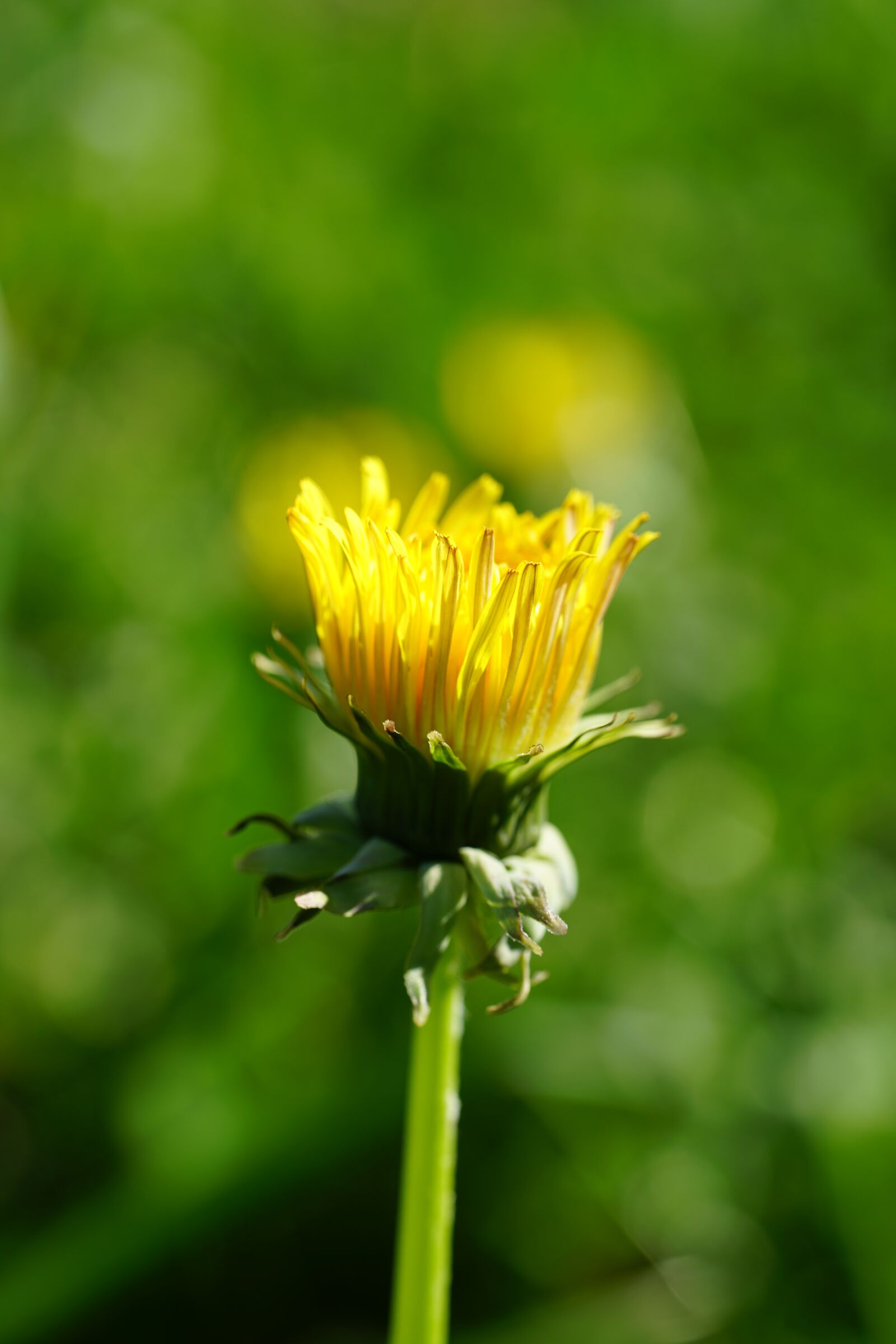 Sony a7R II + Sony FE 90mm F2.8 Macro G OSS sample photo. Dandelion, blossom, bloom photography