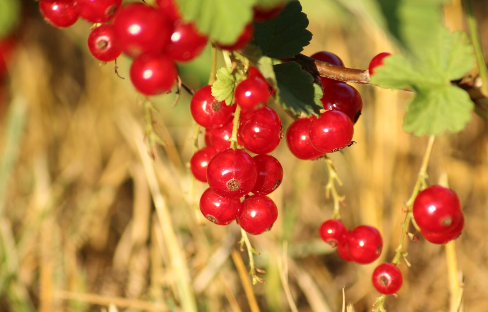 Canon EOS 1200D (EOS Rebel T5 / EOS Kiss X70 / EOS Hi) sample photo. Currant, red, fruit photography