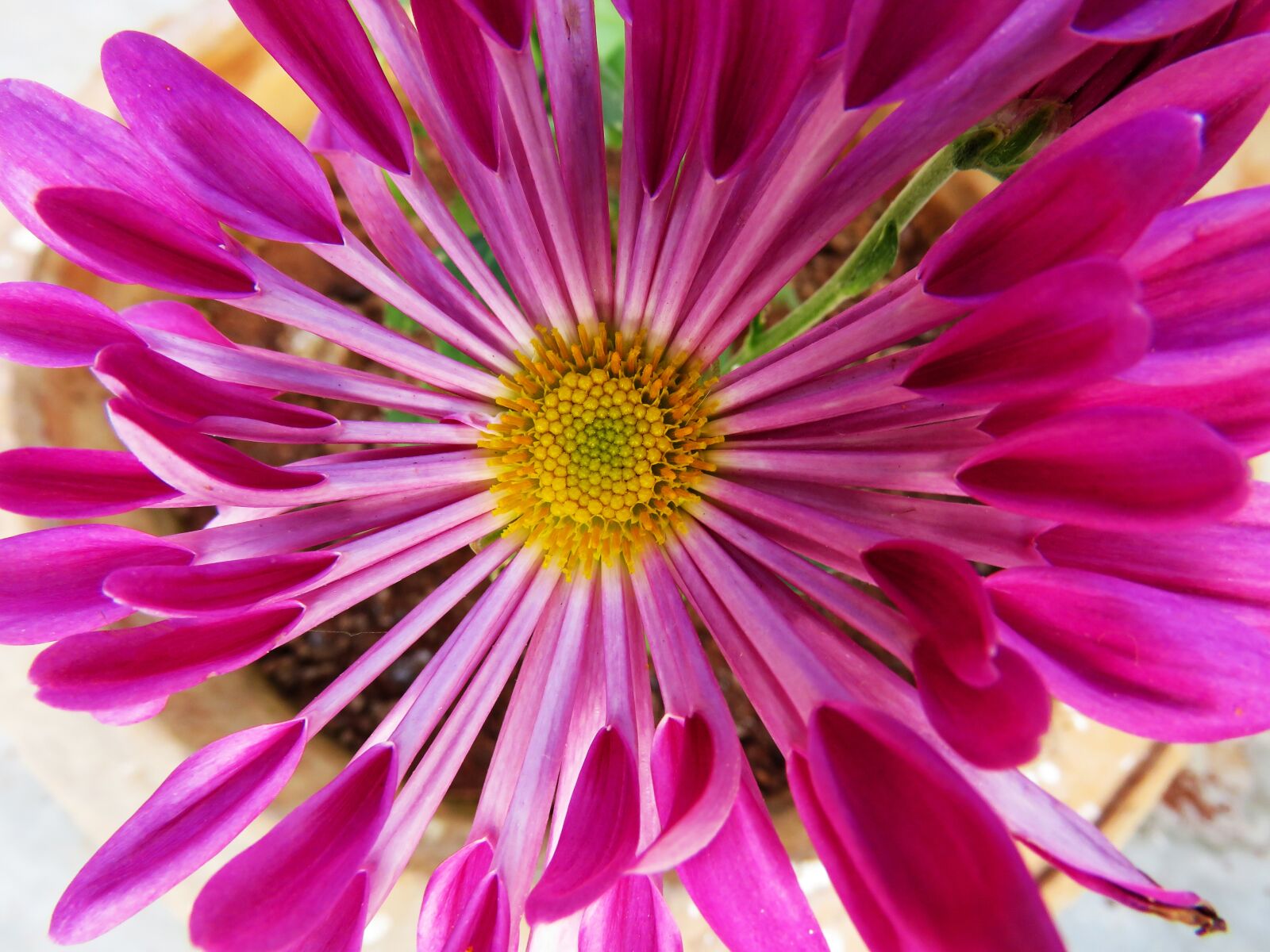 Canon PowerShot SX60 HS sample photo. Purple flower, flower, violet photography