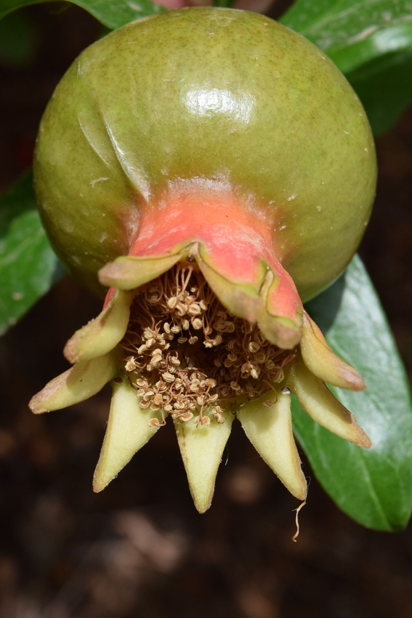 Nikon D3300 sample photo. Fruit set, pomegranate, immature photography