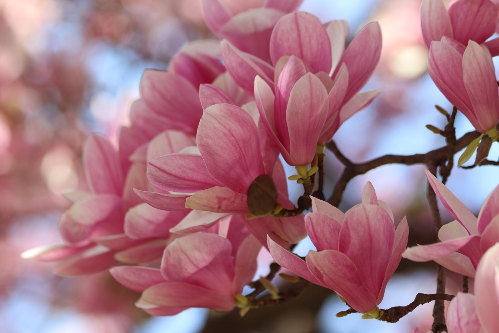 Canon EOS 200D (EOS Rebel SL2 / EOS Kiss X9) sample photo. Pink magnolia, spring, flowers photography