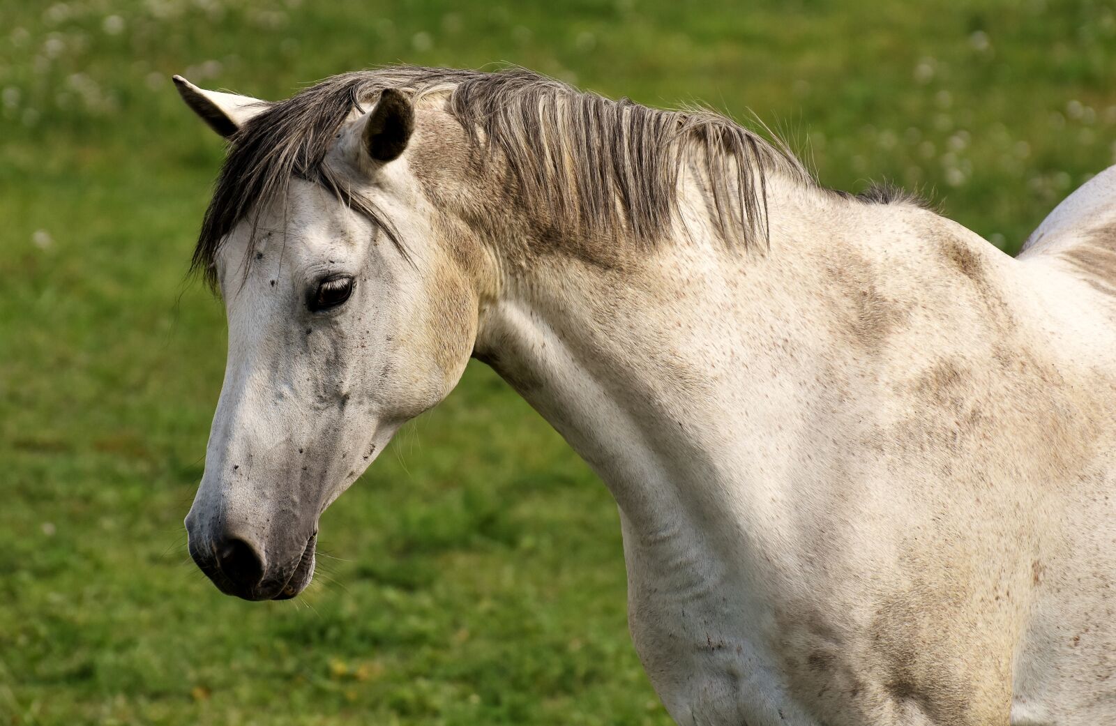 Nikon D7200 sample photo. Horse, mold, pasture photography