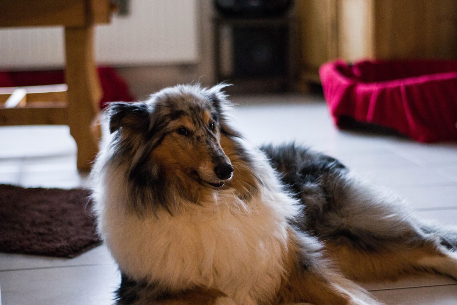 Canon EOS M50 (EOS Kiss M) sample photo. Dog, animal, pet photography