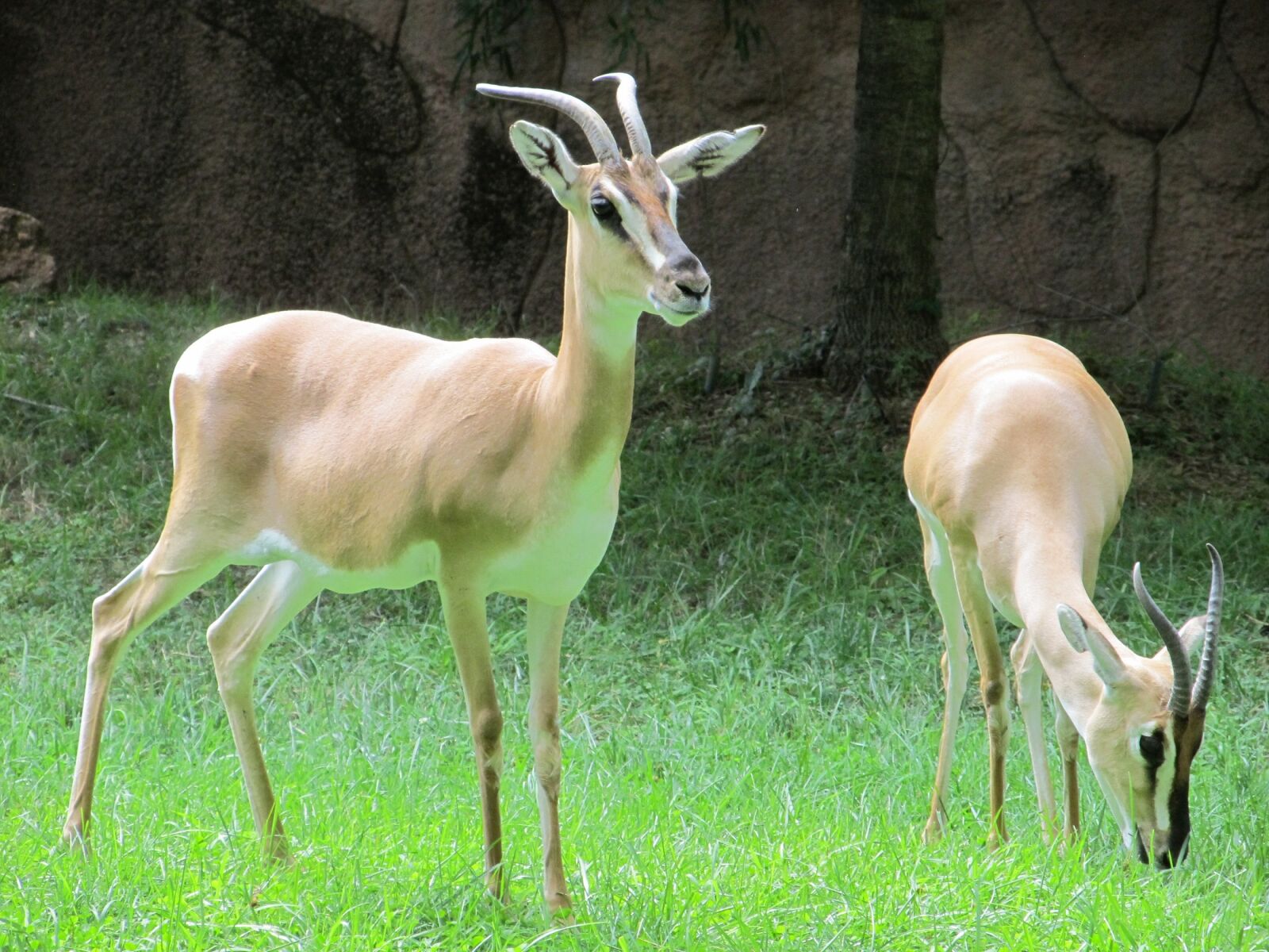 Canon PowerShot SX130 IS sample photo. Gazelles, antelopes, wildlife photography