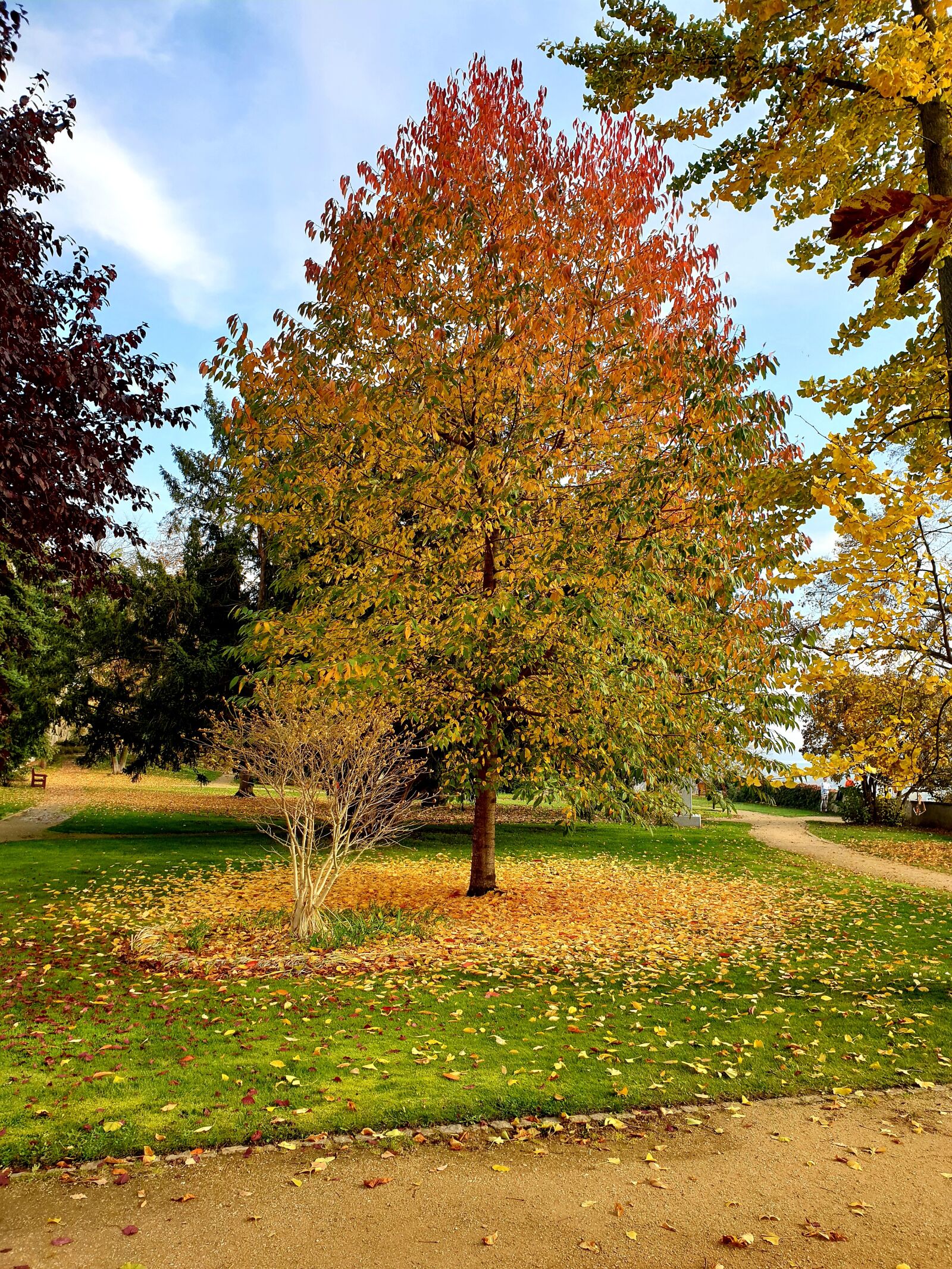 Samsung Galaxy S9 sample photo. Autumn, tree, leaves photography