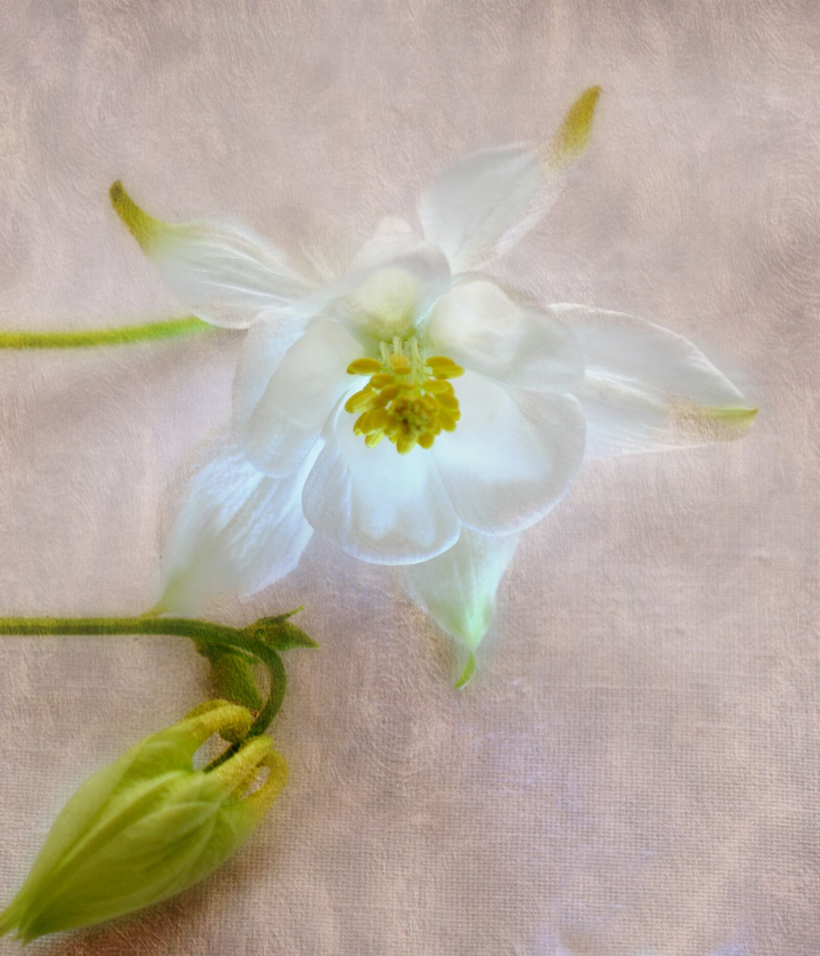 Nikon D90 sample photo. Flora, flower, pretty photography