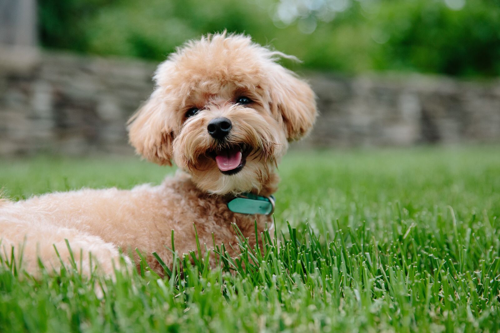 Canon EF 24-70mm F2.8L II USM sample photo. Puppy, dog, pet photography