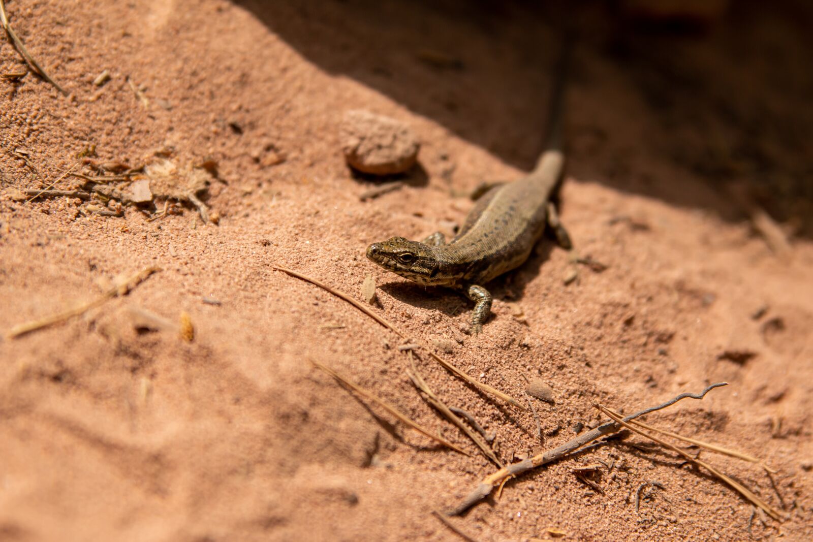 Canon EOS 70D sample photo. Lizard, animal, reptile photography