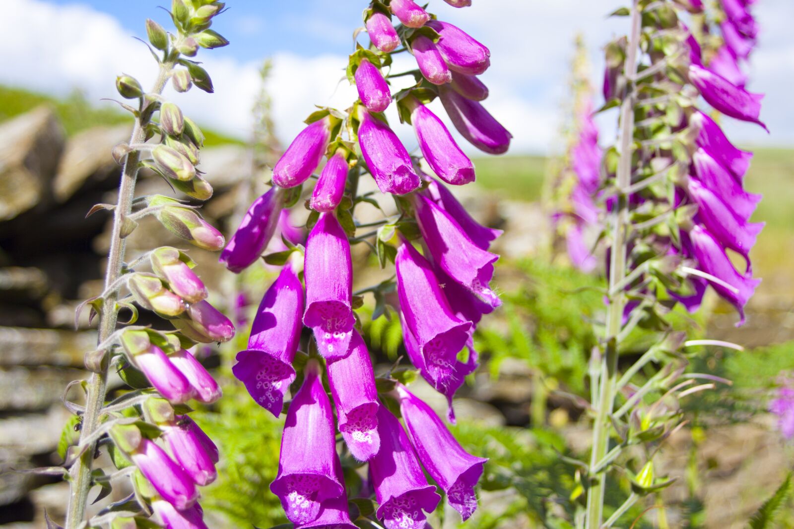 Canon EOS 500D (EOS Rebel T1i / EOS Kiss X3) sample photo. Flowers, bluebells, nature photography