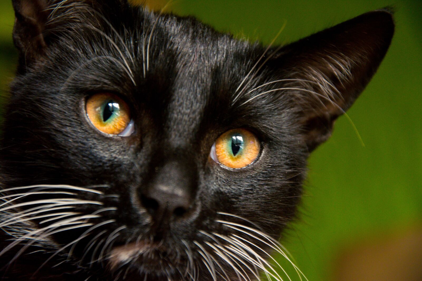 Nikon D5200 sample photo. Cat, kitten, tomcat photography