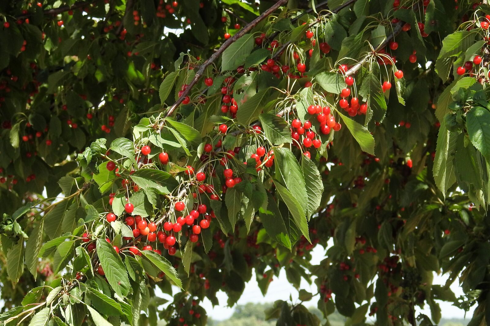 Nikon Coolpix P900 sample photo. Cherry tree, wild cherries photography