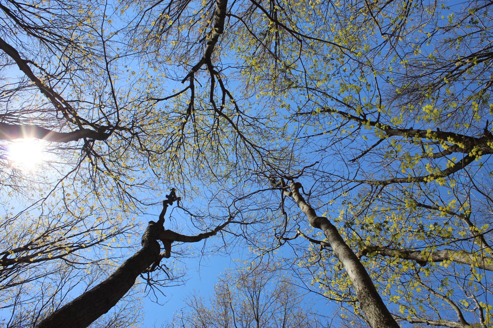 Canon EOS 1300D (EOS Rebel T6 / EOS Kiss X80) sample photo. Nature, tree, sky photography