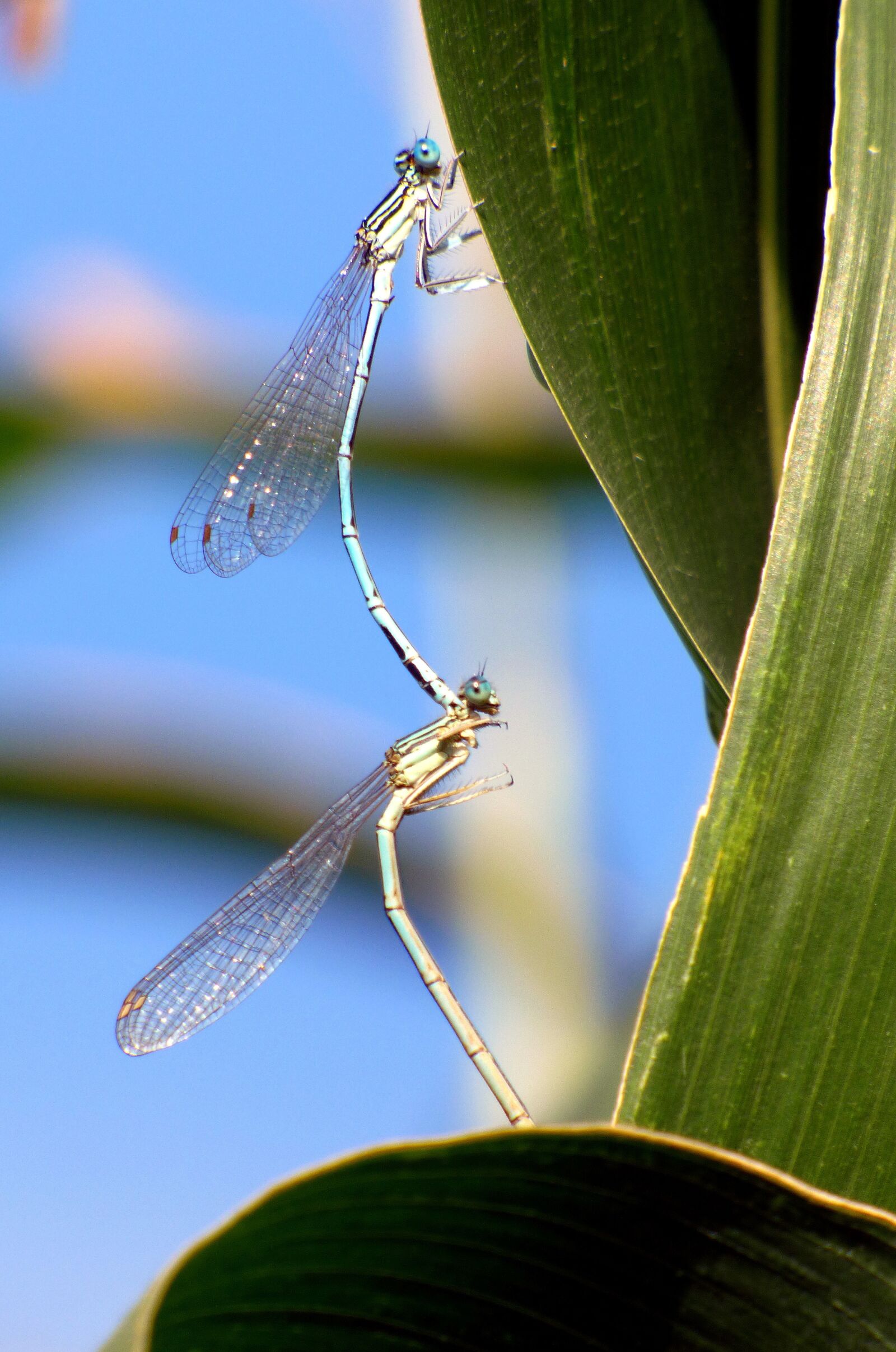 Panasonic DMC-FZ72 sample photo. Bridesmaids, dragonflies, coupling photography