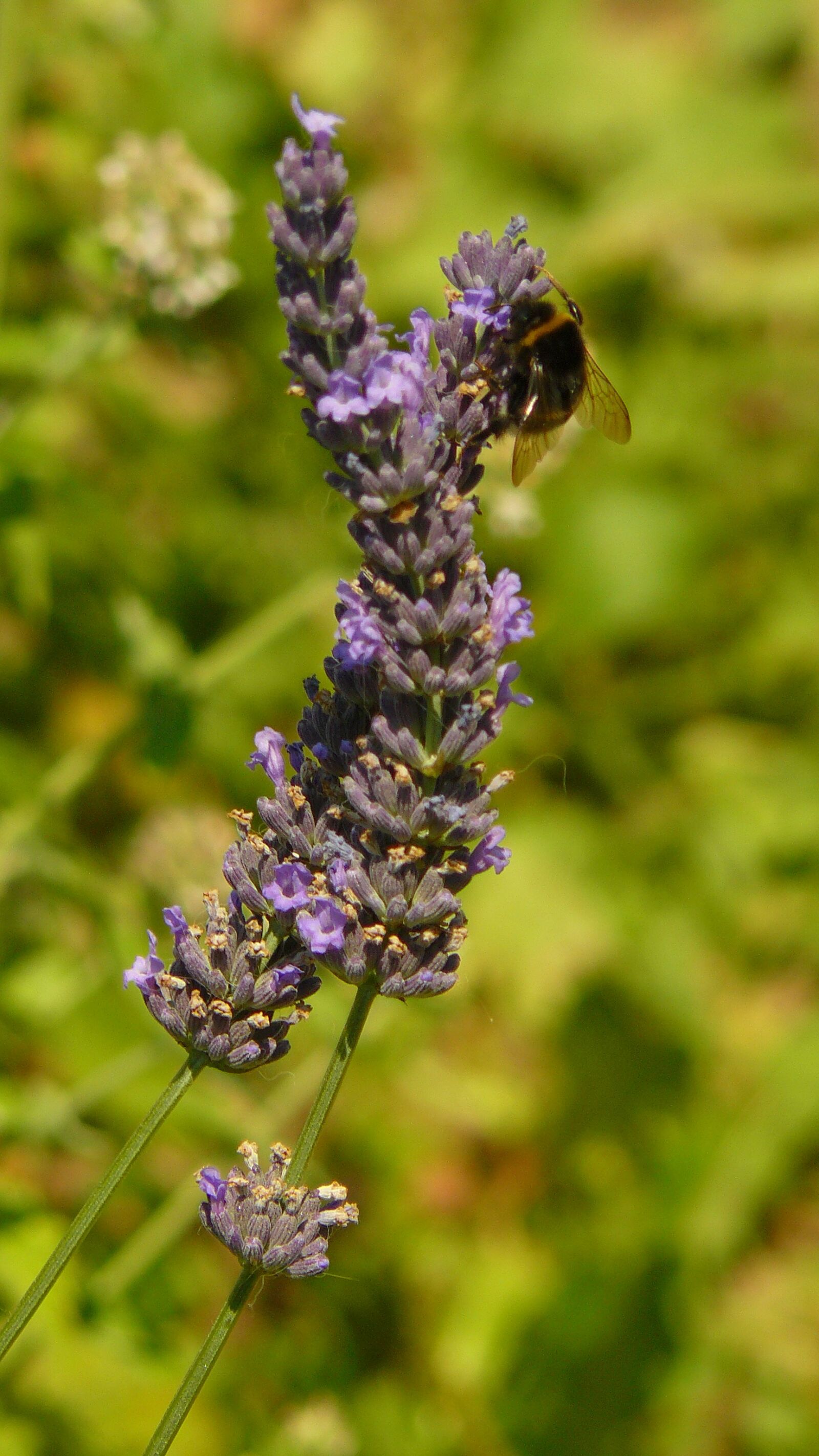 Panasonic DMC-FZ8 sample photo. Lavender, bumble bees, flowers photography