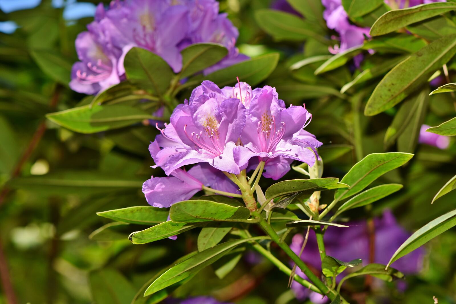 Nikon D7200 sample photo. Rhododendron, rhododendron buds, rhododendron photography