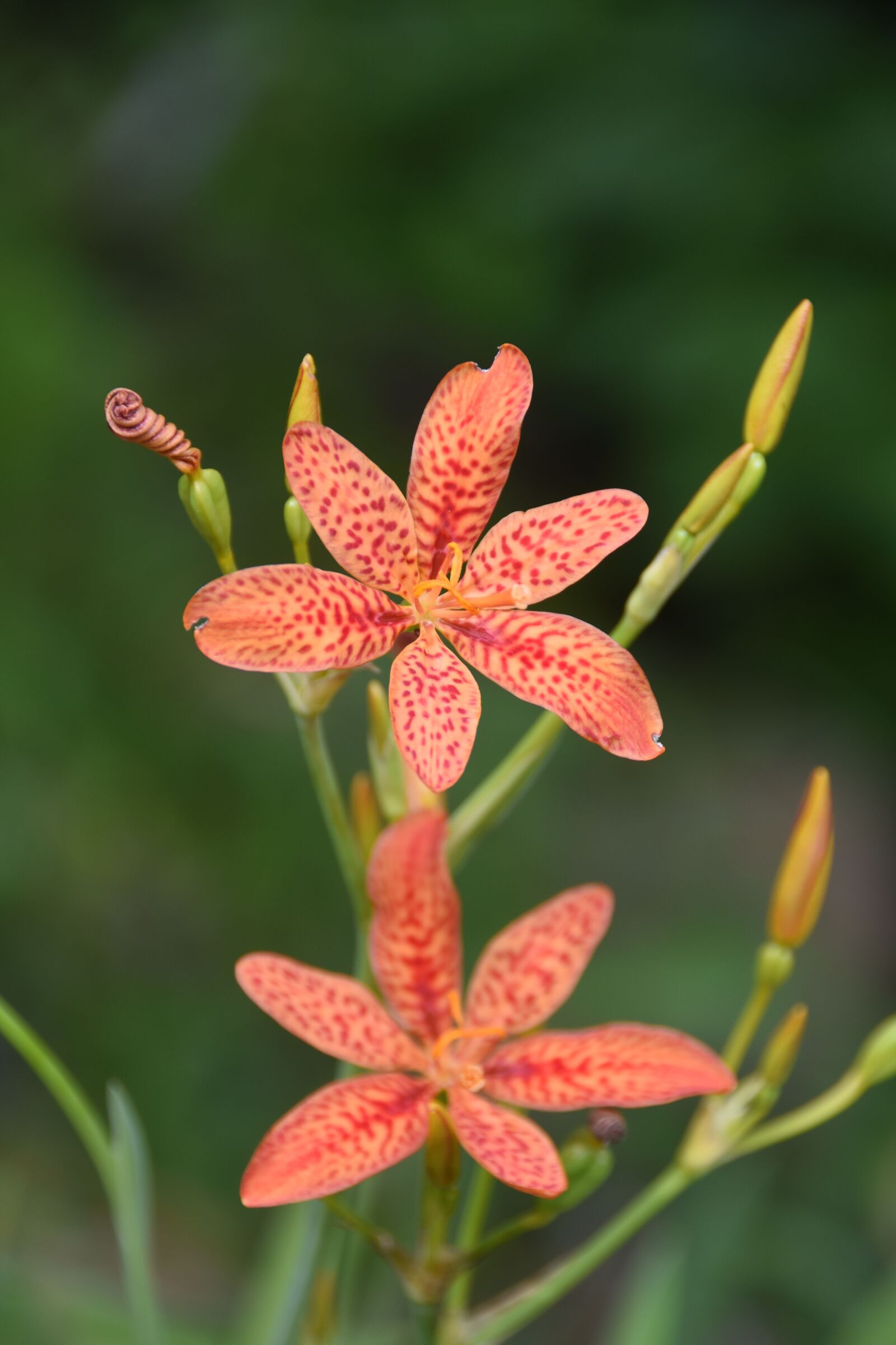 Nikon D7200 sample photo. Plants, flowers, nature photography