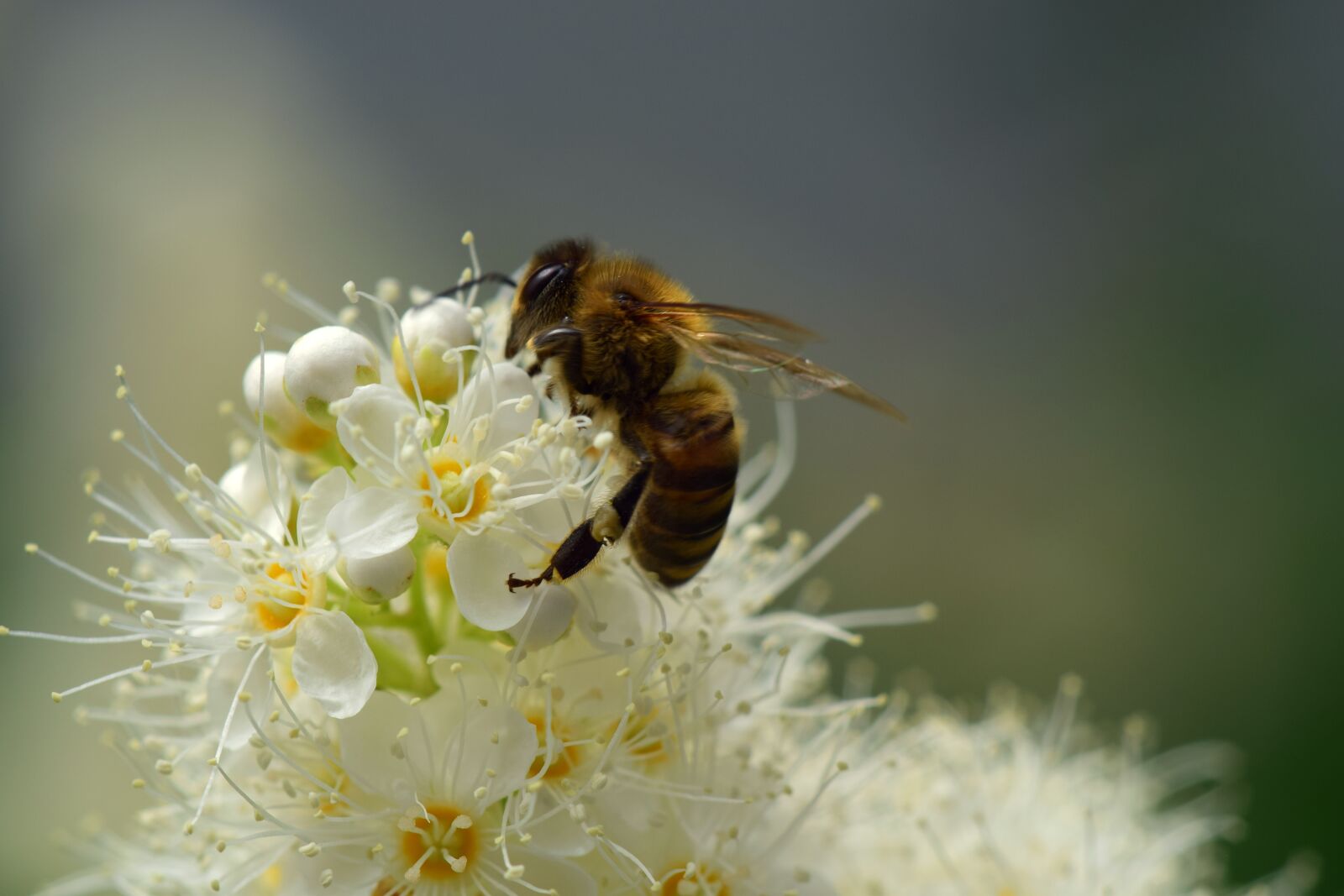 Nikon D3300 sample photo. Bee, flower, blossom photography