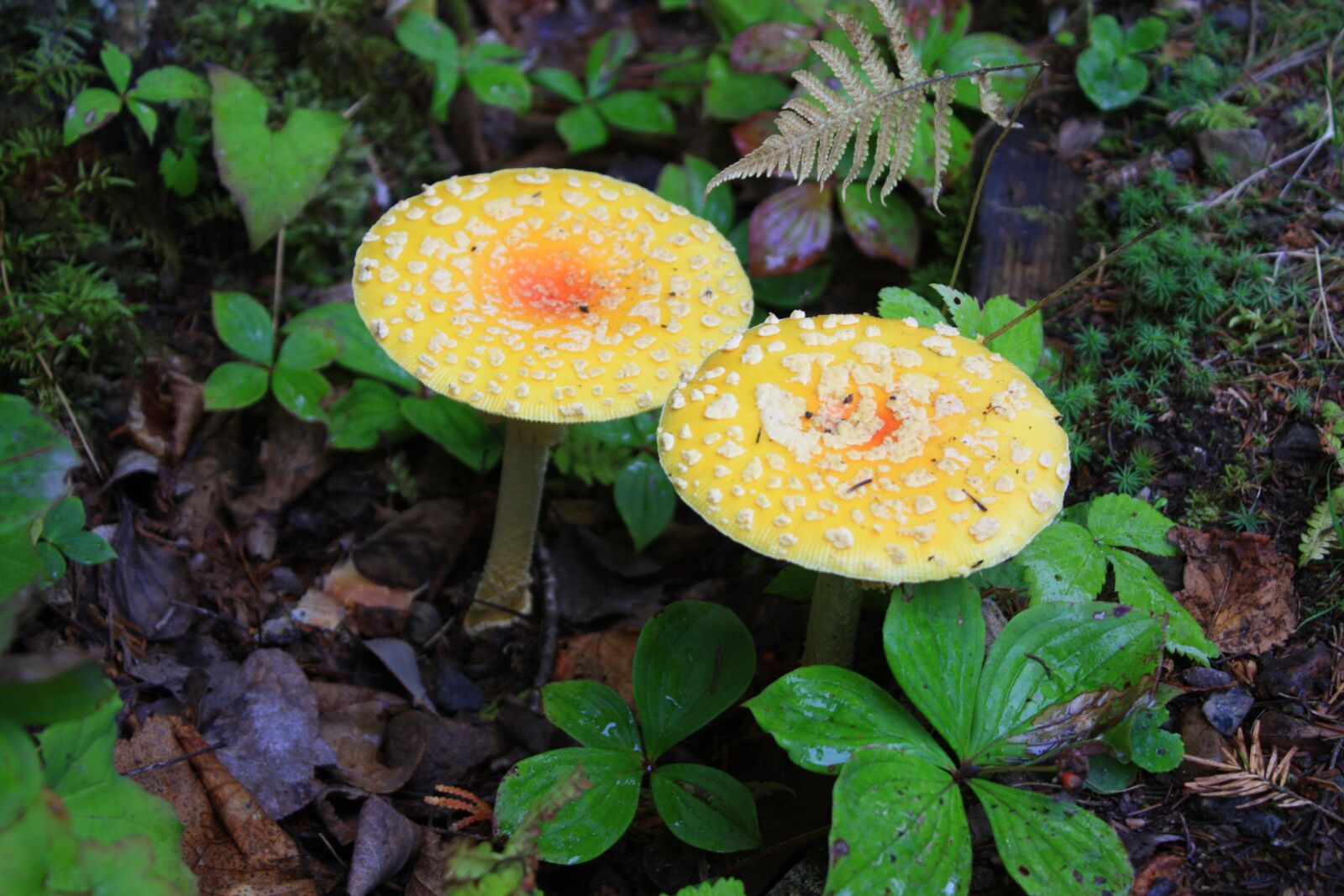 Canon EOS 450D (EOS Rebel XSi / EOS Kiss X2) sample photo. Fungus, wood, nature photography